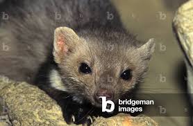 Attēlu rezultāti vaicājumam “Martes foina”