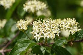 Attēlu rezultāti vaicājumam “Cornus sanguinea”