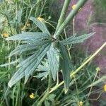 Attēlu rezultāti vaicājumam “Ranunculus acris leaf”
