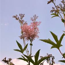 Attēlu rezultāti vaicājumam “Zygaena filipendulae exuvia”