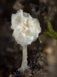Attēlu rezultāti vaicājumam “Ceratiomyxa morchella macro”