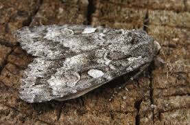 Attēlu rezultāti vaicājumam “Eurois occulta”