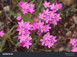 Attēlu rezultāti vaicājumam “Centaurium littorale flower”