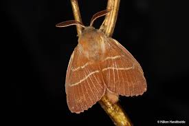 Attēlu rezultāti vaicājumam “Macrothylacia rubi”