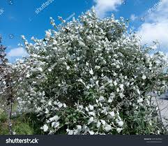 Attēlu rezultāti vaicājumam “Populus alba Nivea”