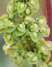 Attēlu rezultāti vaicājumam “Rumex crispus”