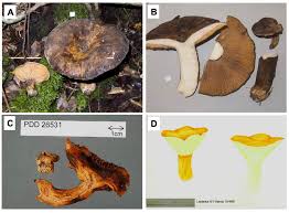 Attēlu rezultāti vaicājumam “Russulales”