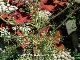 Attēlu rezultāti vaicājumam “Enteridium corticatum sessile”