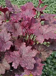 Image result for Heuchera `Midnight Rose`