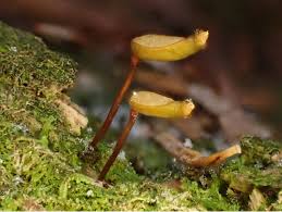 Attēlu rezultāti vaicājumam “Buxbaumia aphylla”