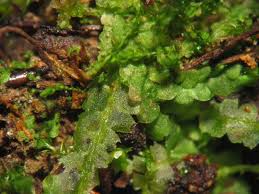 Attēlu rezultāti vaicājumam “Lophocolea heterophylla”