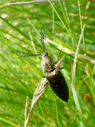 Attēlu rezultāti vaicājumam “Ctenicera pectinicornis male”