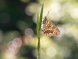 Attēlu rezultāti vaicājumam “Melitaea diamina underside”