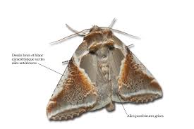 Attēlu rezultāti vaicājumam “Habrosyne pyritoides”