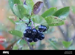 Attēlu rezultāti vaicājumam “x Sorbaronia fallax”