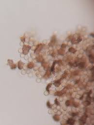 Attēlu rezultāti vaicājumam “Cribraria aurantiaca var. persoonii young”