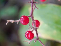 Attēlu rezultāti vaicājumam “Maianthemum bifolium leaf”