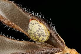 Attēlu rezultāti vaicājumam “Vicia hirsuta fruit”