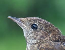 Attēlu rezultāti vaicājumam “Lycogala convexum”