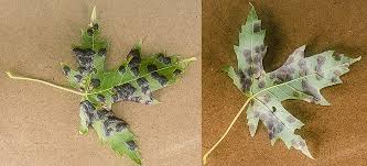 Attēlu rezultāti vaicājumam “Rhytisma acerinum”