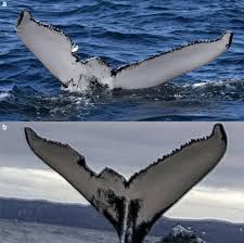 Image result for Megaptera novaeangliae