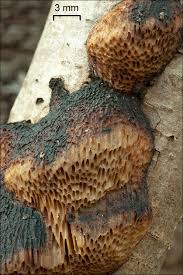 Attēlu rezultāti vaicājumam “Dichomitus campestris”