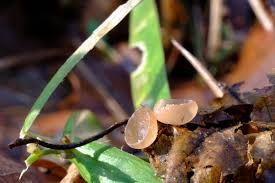 Attēlu rezultāti vaicājumam “Ciboria amentacea”