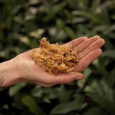 Attēlu rezultāti vaicājumam “Sphagnum”