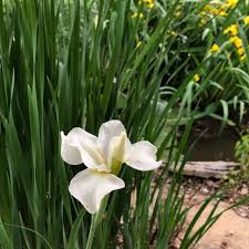 Attēlu rezultāti vaicājumam “Iris sibirica leaf”