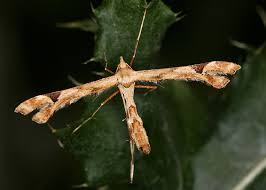 Attēlu rezultāti vaicājumam “Platyptilia sp.”
