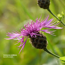 Attēlu rezultāti vaicājumam “Centaurea scabiosa bud”