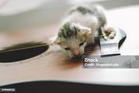 Image result for Cat sleeping in guitar