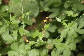 Attēlu rezultāti vaicājumam “Bidens tripartita fruit”