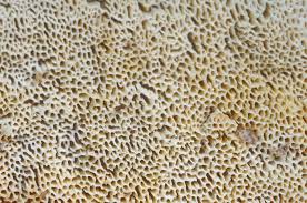 Attēlu rezultāti vaicājumam “Antrodia sinuosa”