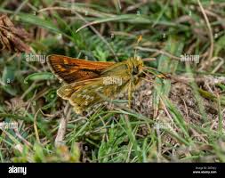Attēlu rezultāti vaicājumam “Hesperia comma male”