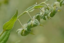 Attēlu rezultāti vaicājumam “Cynoglossum officinale leaf”