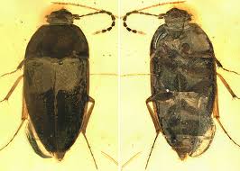 Attēlu rezultāti vaicājumam “Tetratomidae”