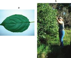 Attēlu rezultāti vaicājumam “Rhamnus cathartica leaf”