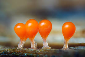 Attēlu rezultāti vaicājumam “Lycogala irregulare young”