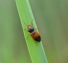Attēlu rezultāti vaicājumam “Diachromus germanus”