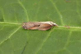 Attēlu rezultāti vaicājumam “Acleris cristana”