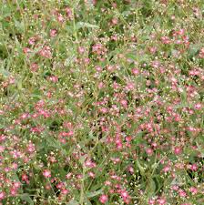 Image result for Gypsophila elegans