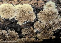 Attēlu rezultāti vaicājumam “Mycoacia fuscoatra”