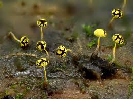 Attēlu rezultāti vaicājumam “Physarum viride young”