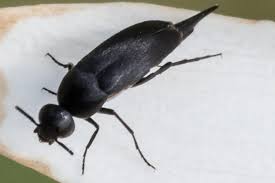 Attēlu rezultāti vaicājumam “Mordella sp.”