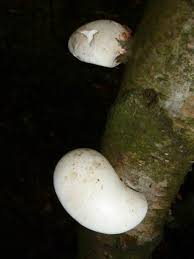 Attēlu rezultāti vaicājumam “Piptoporus betulinus”