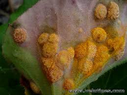 Attēlu rezultāti vaicājumam “Puccinia poarum”