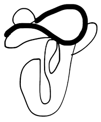 Attēlu rezultāti vaicājumam “Charissa ambiguata”