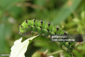 Attēlu rezultāti vaicājumam “Saturnia pavonia larva”