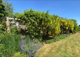 Attēlu rezultāti vaicājumam “Laburnum alpinum flower”